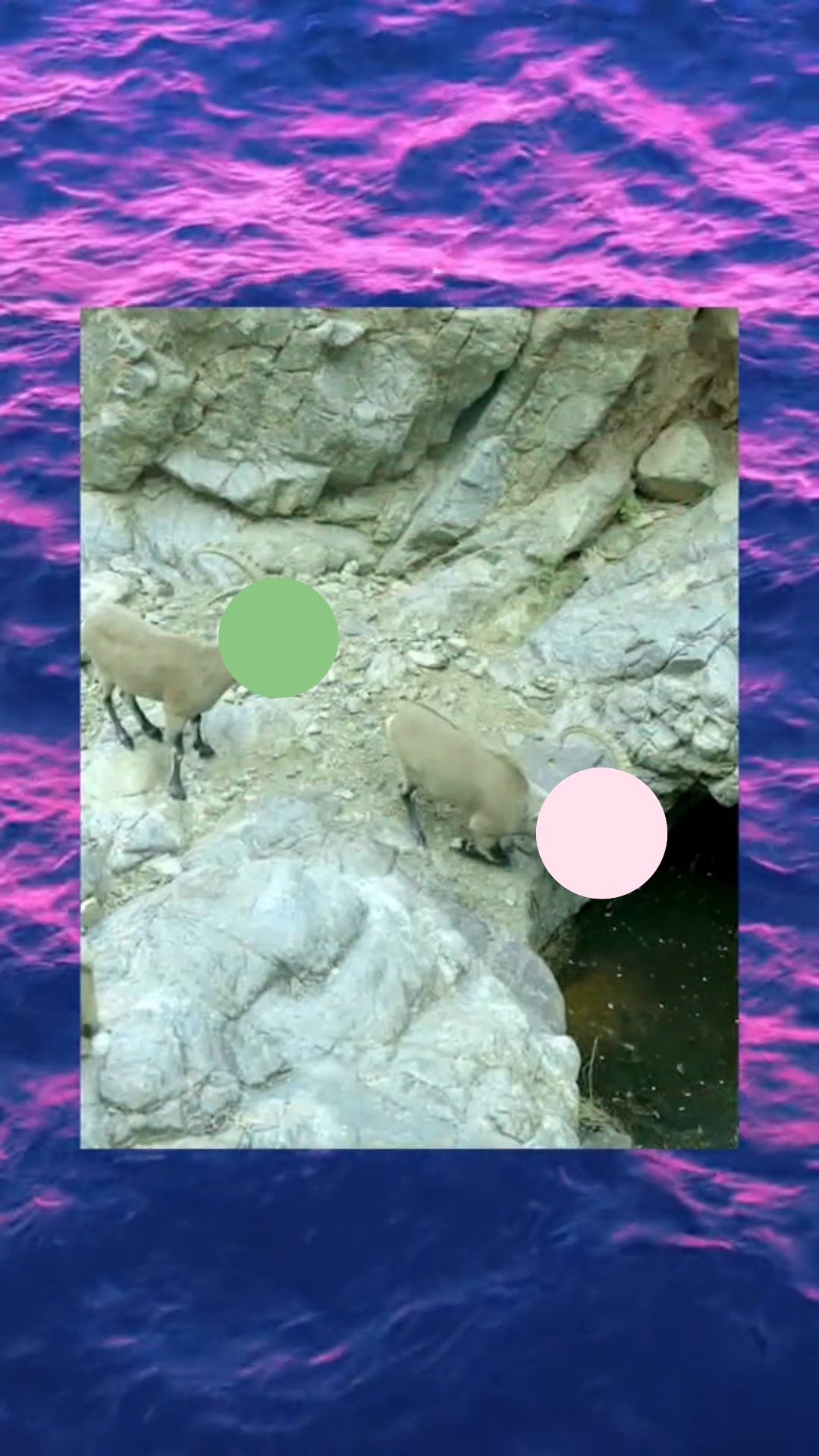 可哀想なヤギ