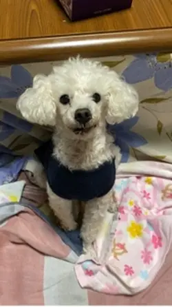 愛する愛犬へ