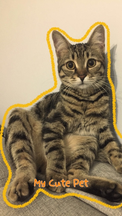 Meu Animal De Estimação Fofo