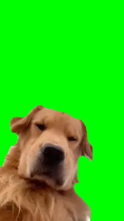 Disappointed Dog