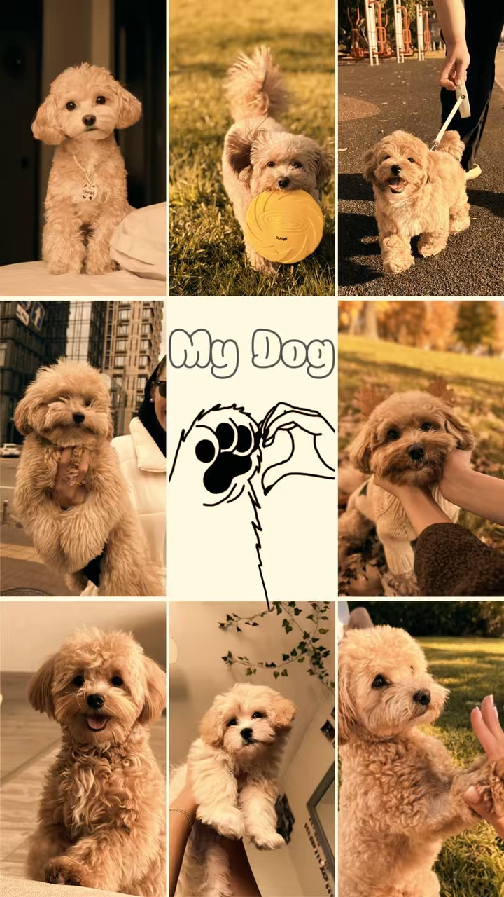 My Dog cute 