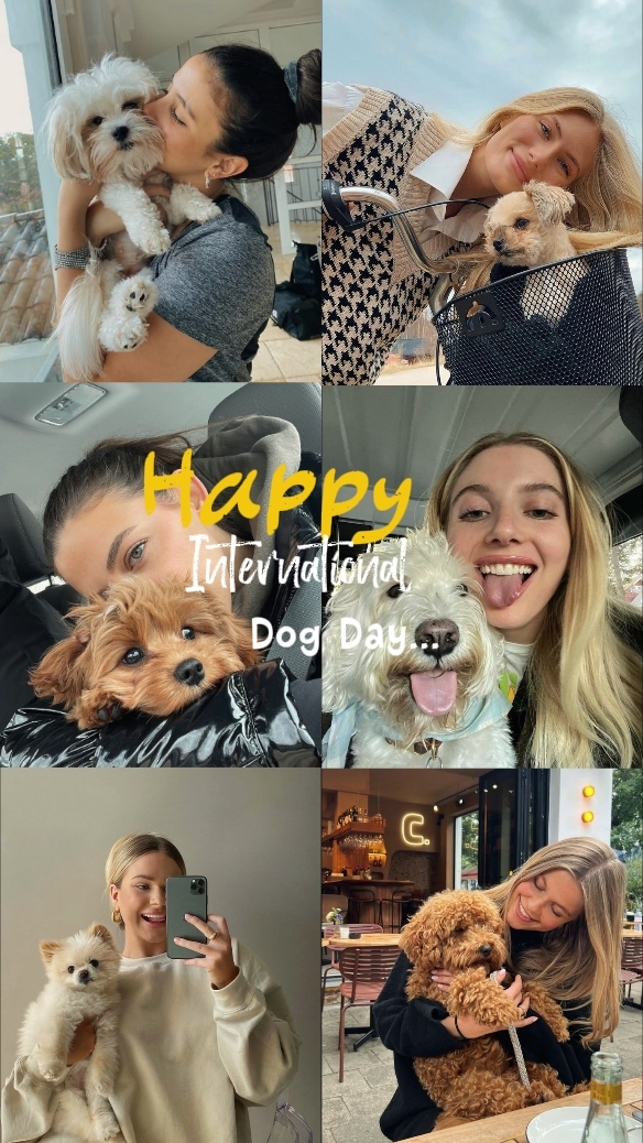 Dia do cão estagiário