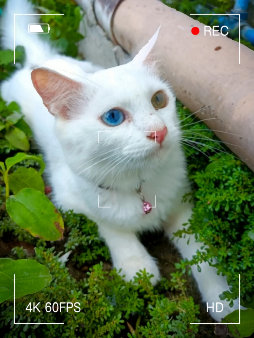 Kucing Temp1