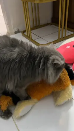Suara kucing lucu