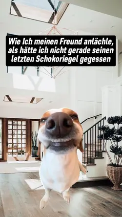 Hund lächeln meme