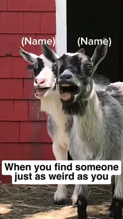 Laughing Goats