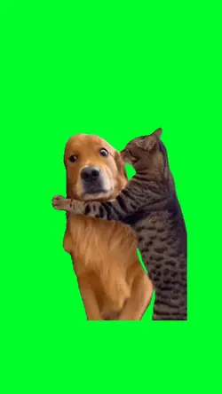 Cat vs dog