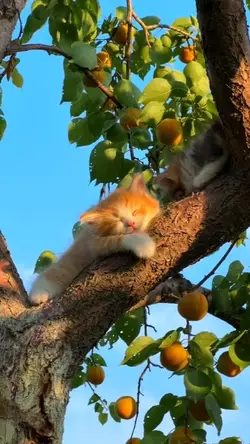 kucing lucu