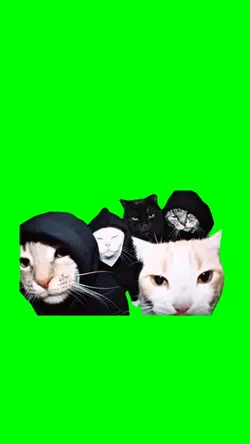CAT GANG