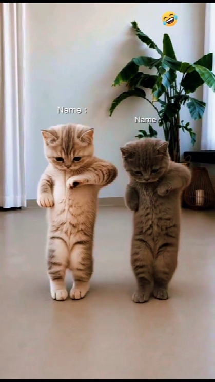Tendencia del Gato Bailarín