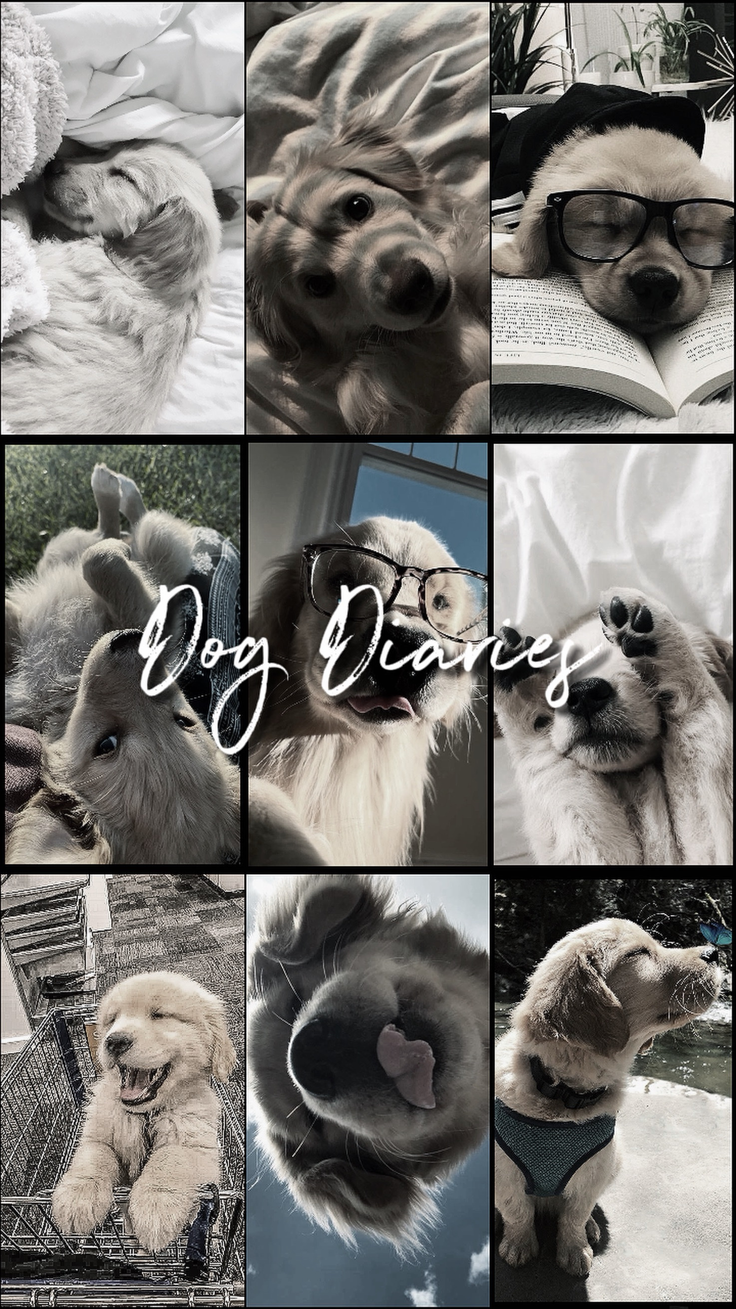 Diarios de perros