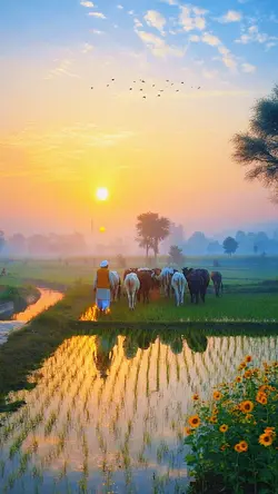 Pind🌅| @amrindergill