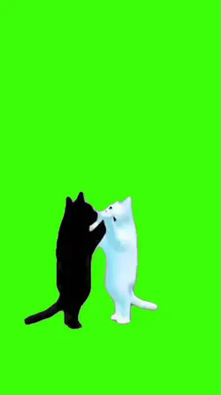 Cat/Gato.