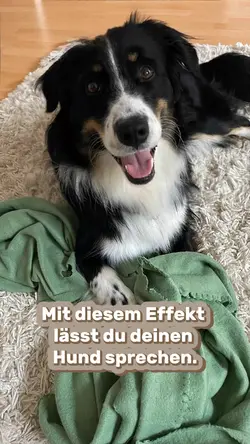 Hund Keks 
