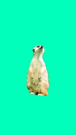 Meerkat Confused 