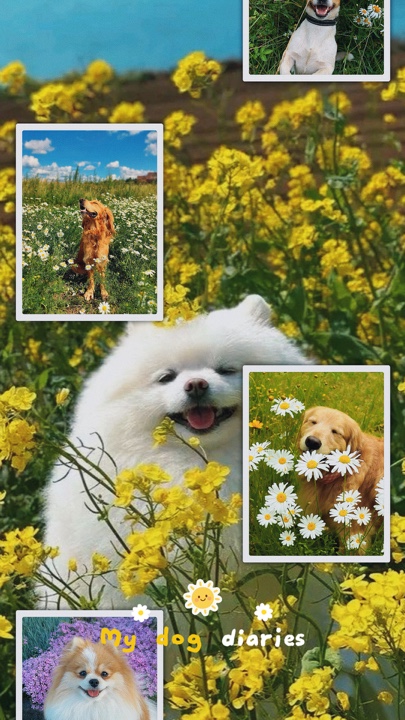 MI HISTORIA DE PERROS