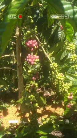 restu bumi kopi