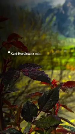 Dil û ar