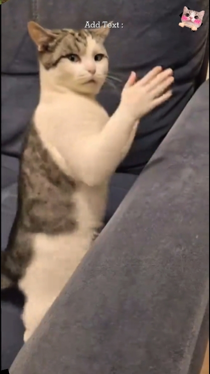 Funny Cat