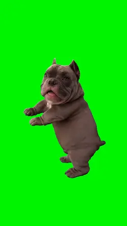 cute bulldog