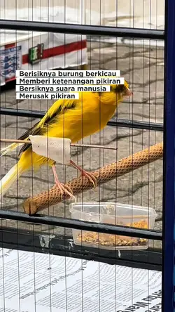 suara burung