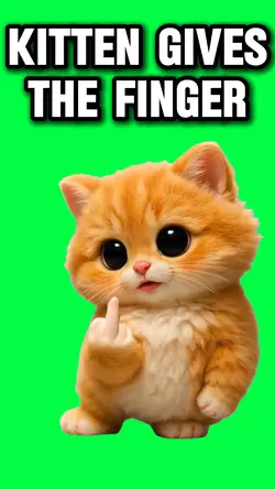 KITTEN GIVES FINGER