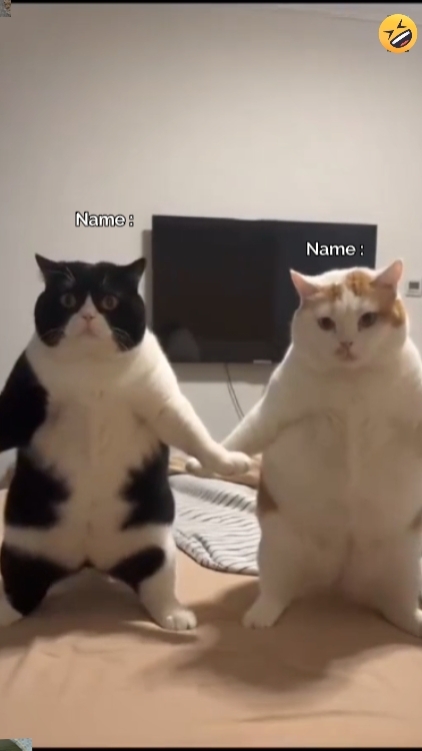 Funny Dance Cat Tren