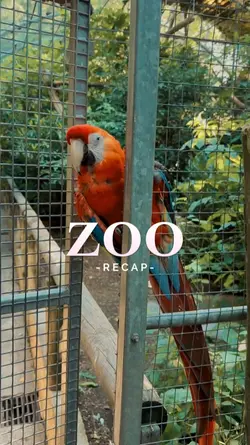 ZOO RECAP