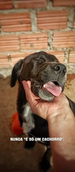 Animais