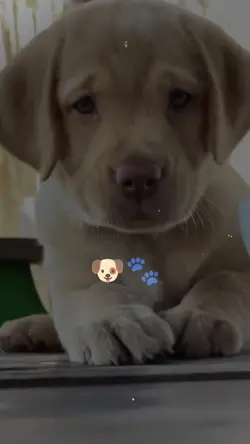 pet