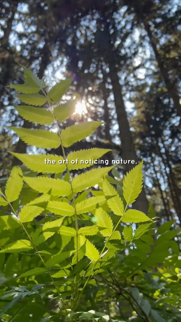 art of nature