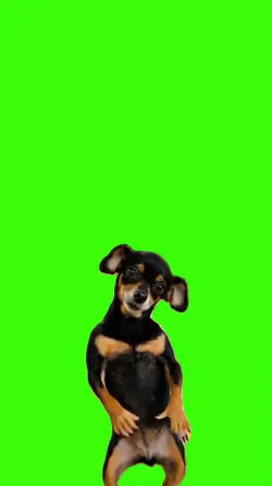 Cachorro/Dog.