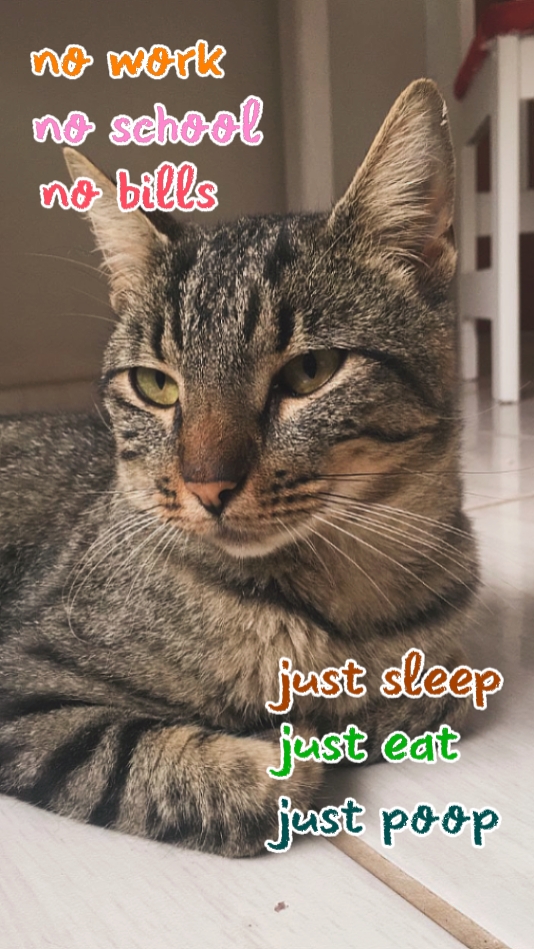 kucing edit