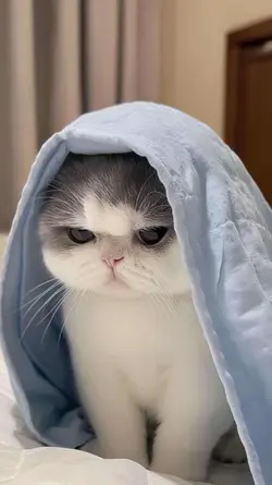 aesthetic
