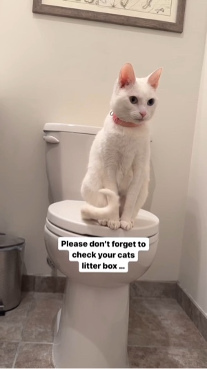 cat litter 🤔