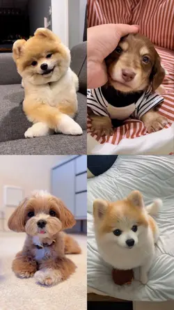 My little dog