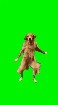 dog dancing