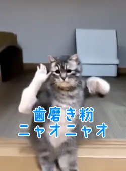 歯磨き粉ニャオニャオ