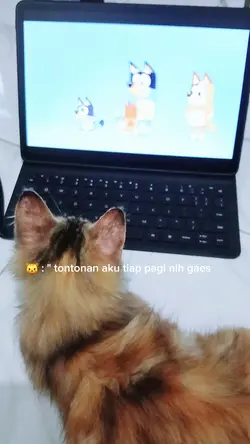 Kucing gemas