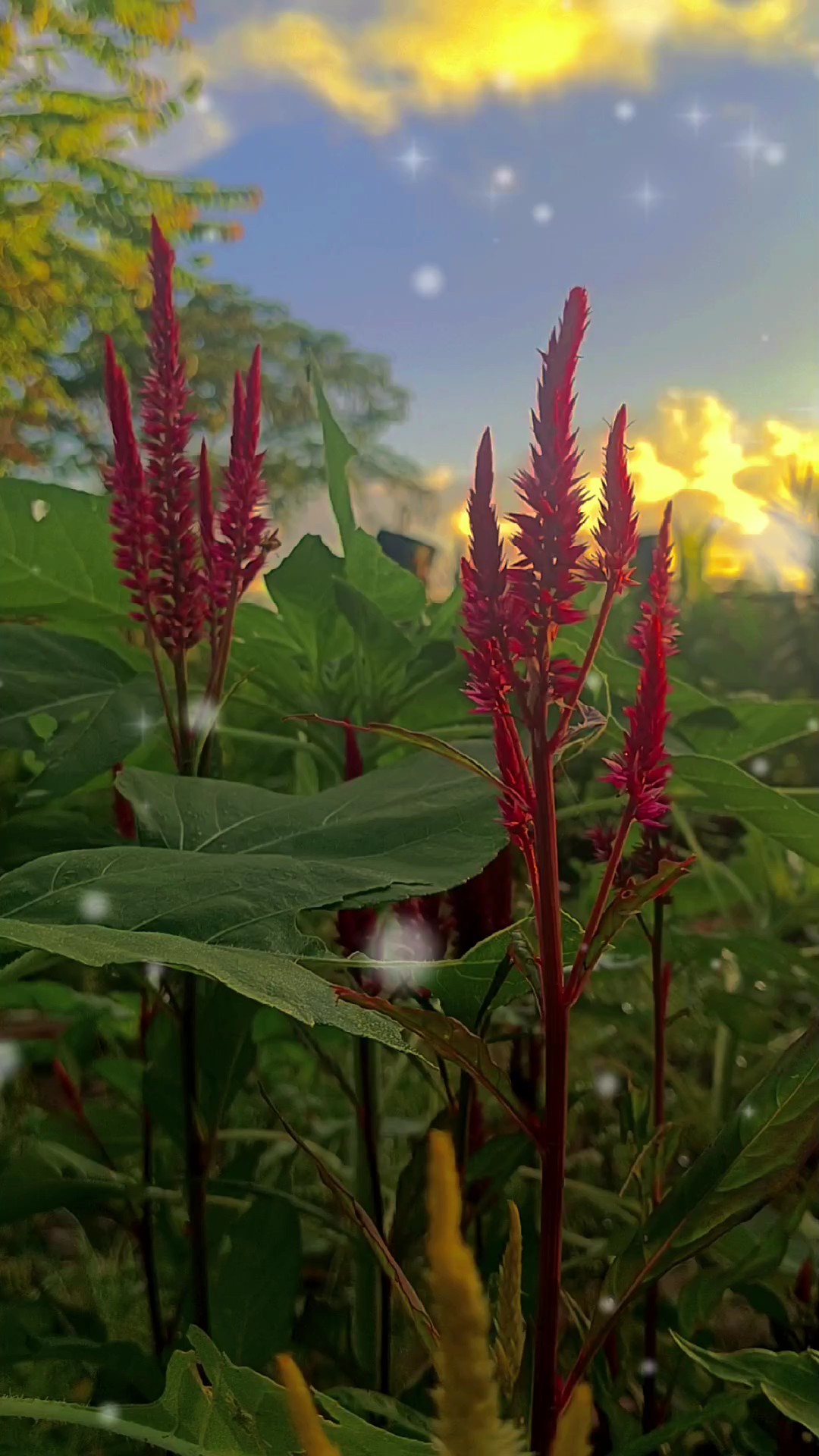 លតផលយកប្ដីតាមចិត្តឯង