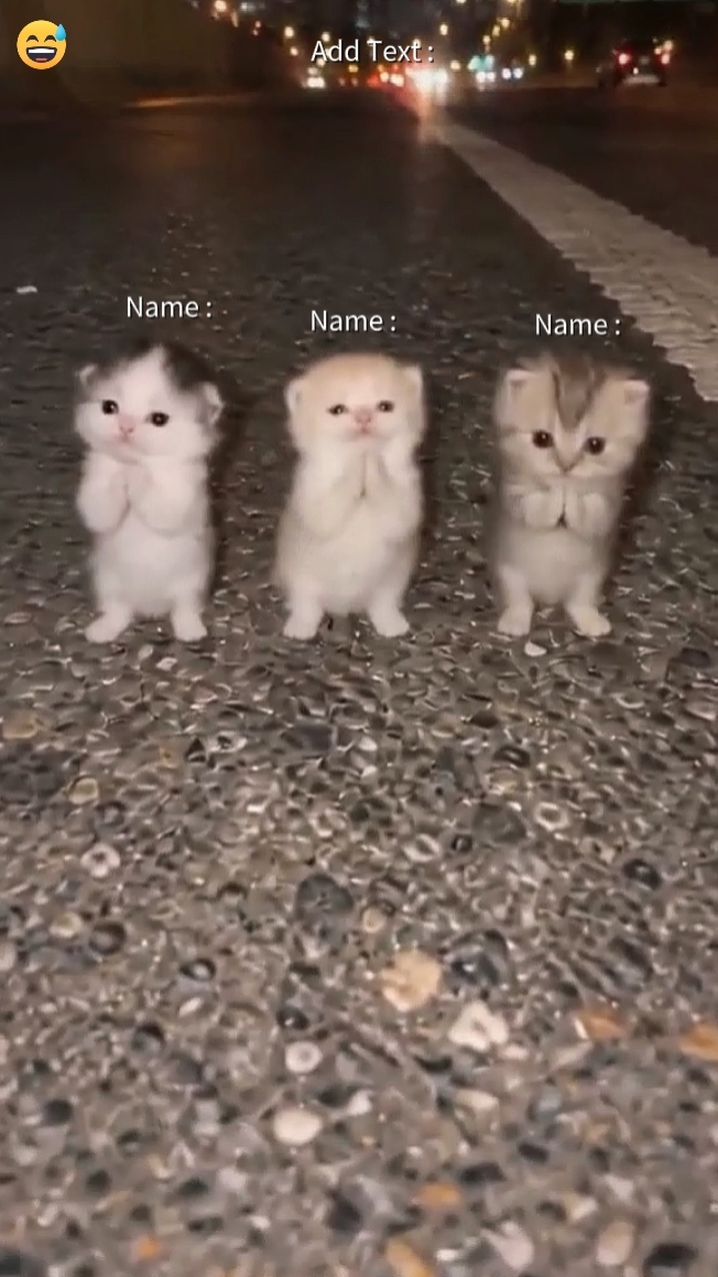 귀여운 고양이 트렌드
