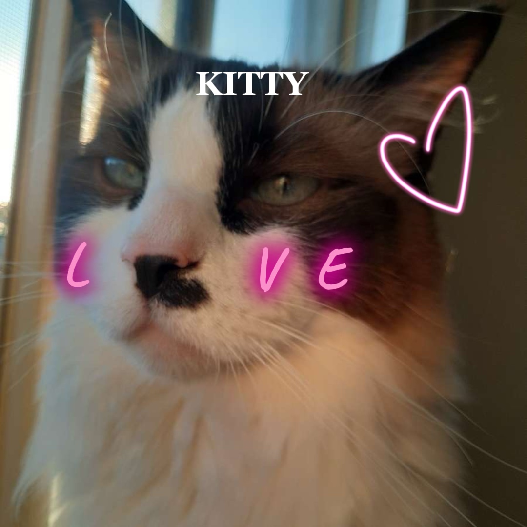 Kitty cinta