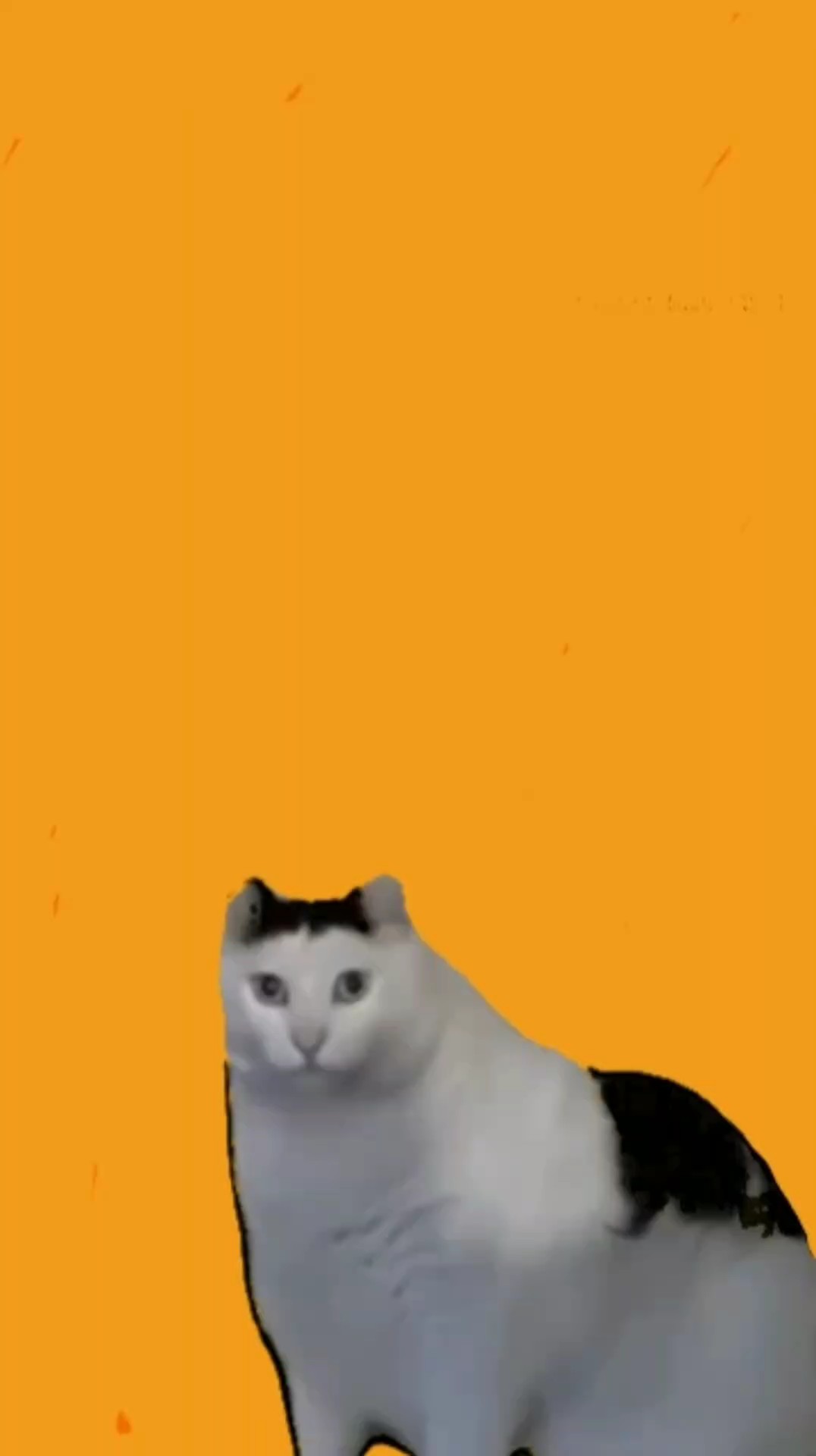 huhh cat