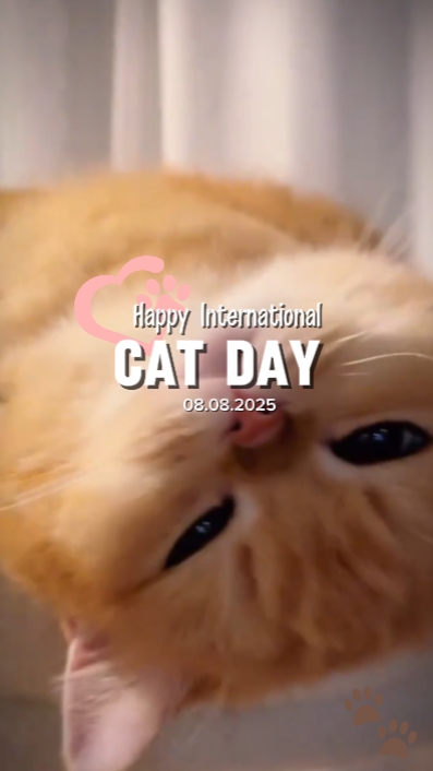 Happy World Katzentag