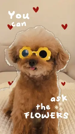 Pet Cutout๐ท