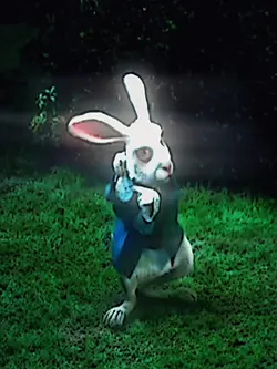 White rabbit edit3:4