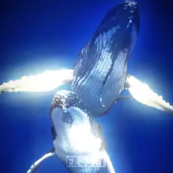 Humpback whale