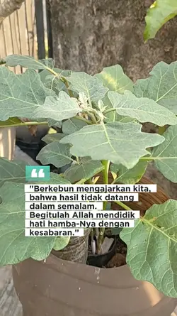 Berkebun & kesabaran
