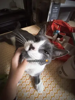 anyways tis koasy🥰