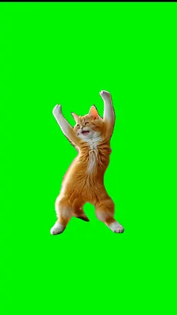 Lonely Cat Dancing